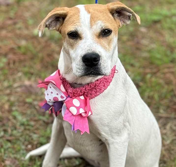 Photo of BUTTERBALLL