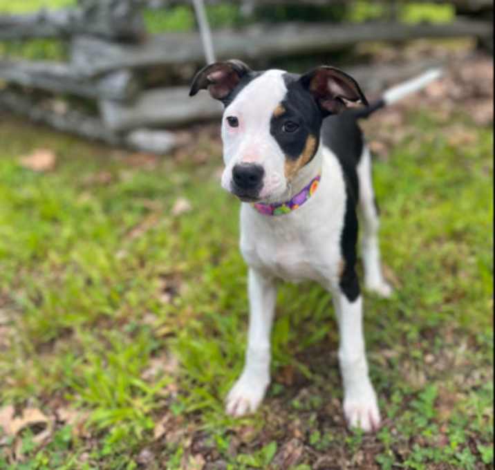 Photo of Annie