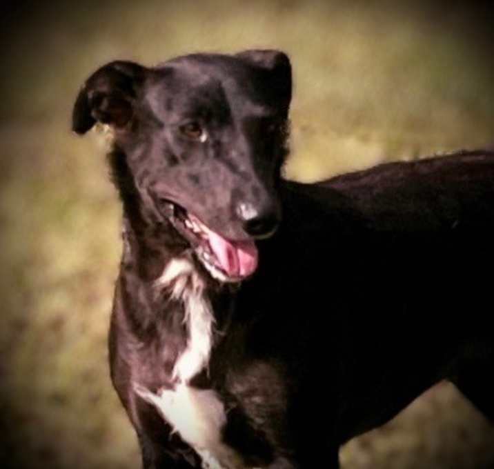 Photo of Shadow