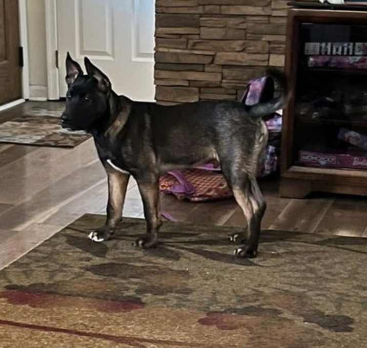 Photo of Jango