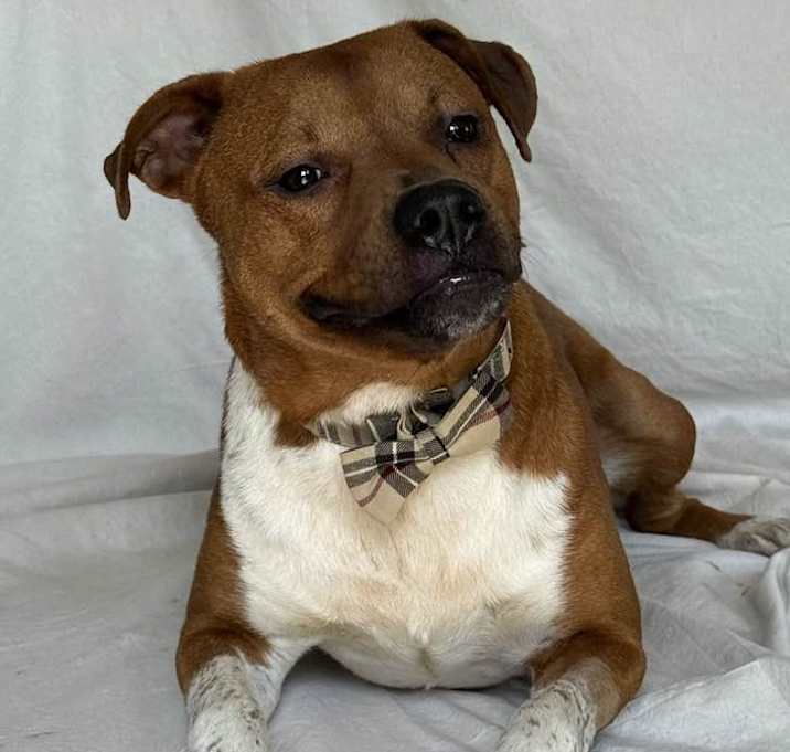 Photo of Otto