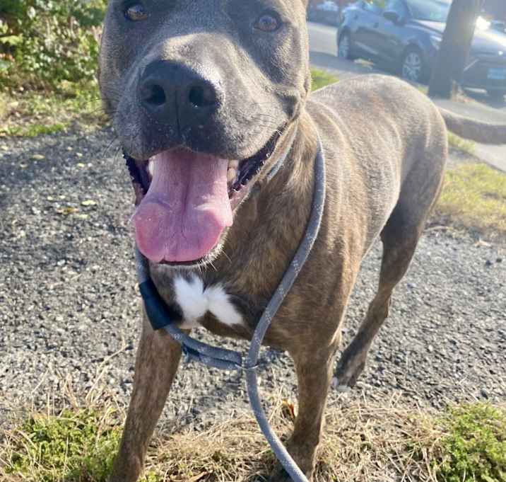 Photo of Dozer