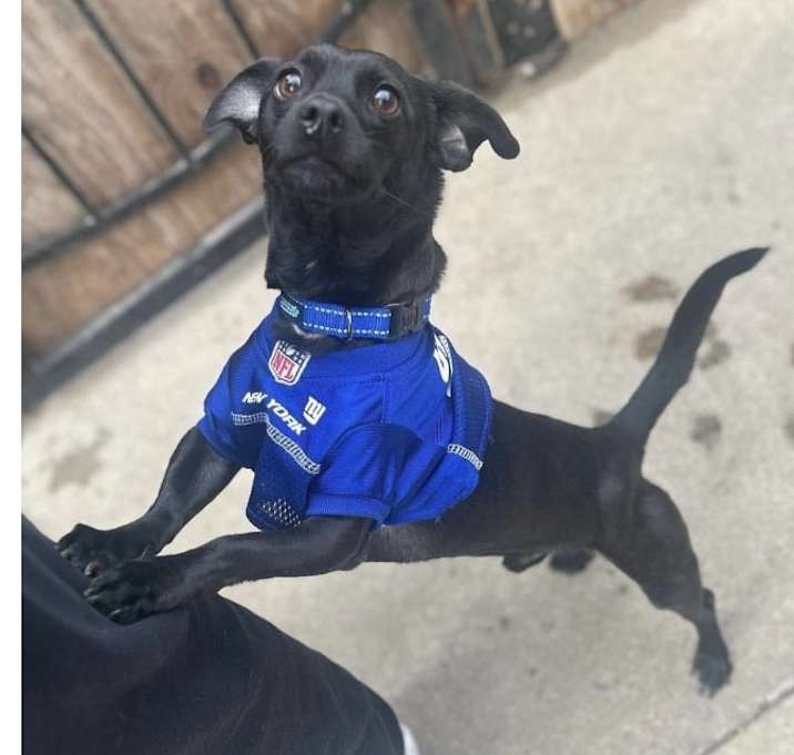 Photo of Dexter
