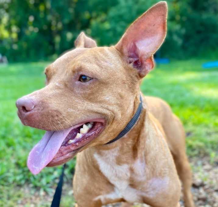 Photo of Cinnamon