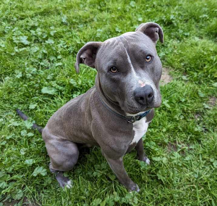 Photo of Ace