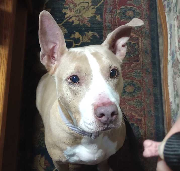 Photo of Rosie