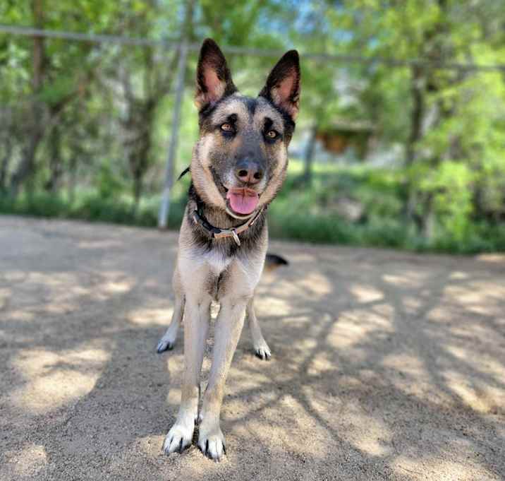 Photo of Calliope