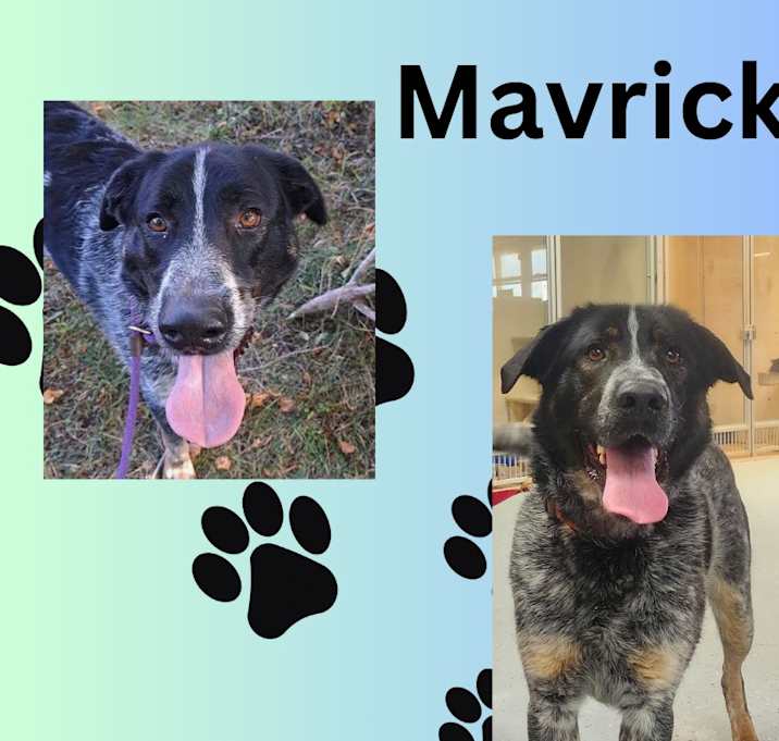 Photo of Mavrick