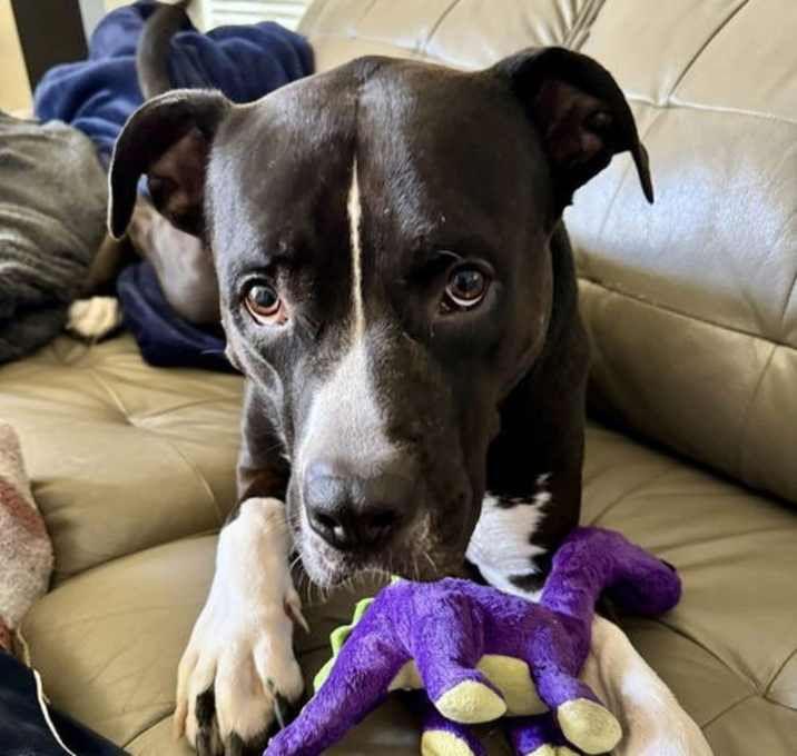 Photo of Apollo
