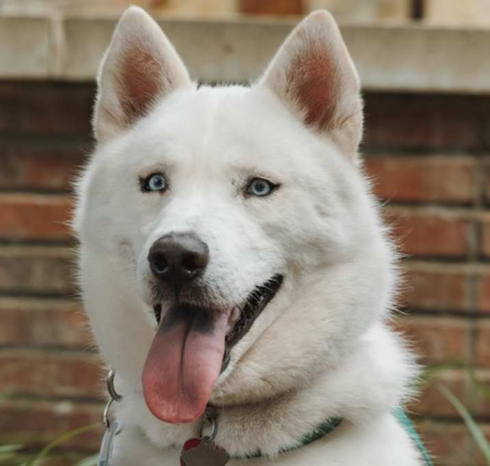 Photo of Monterey Jack