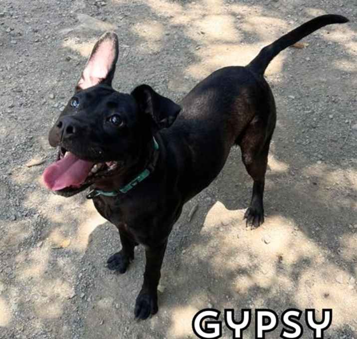 Photo of Gypsy
