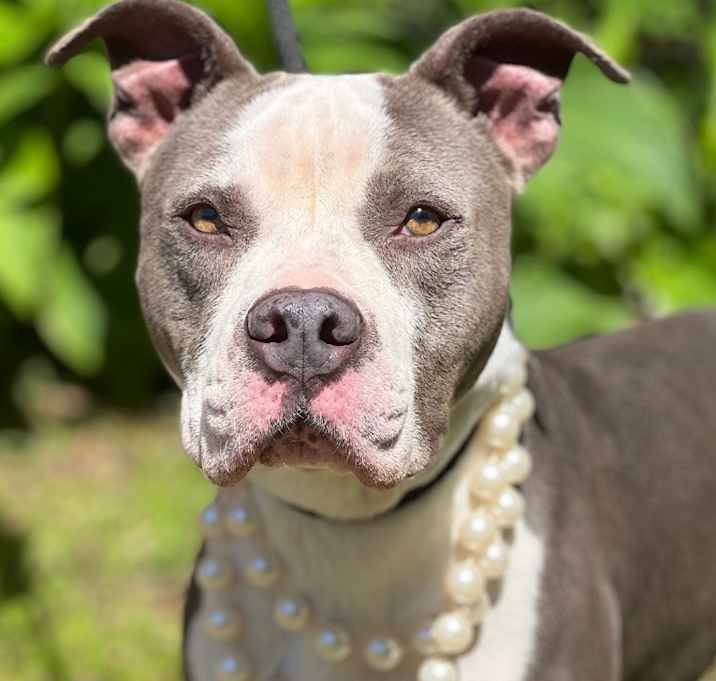 Photo of Piper