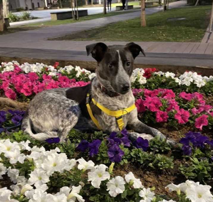 Photo of Izzy