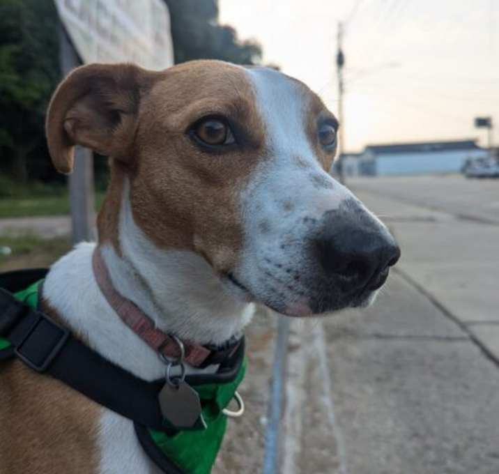 Photo of Piper