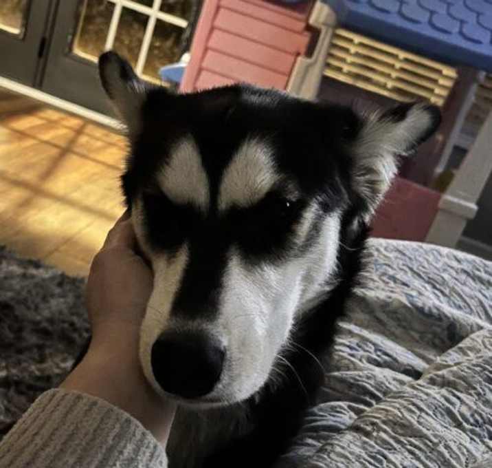 Photo of Stella