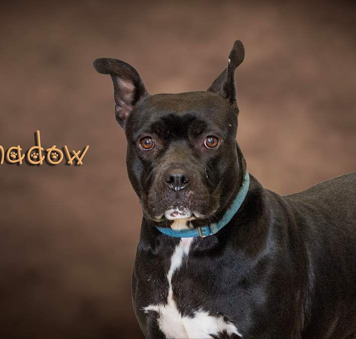 Photo of Shadow