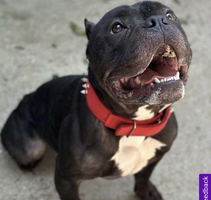 Photo of Midnight