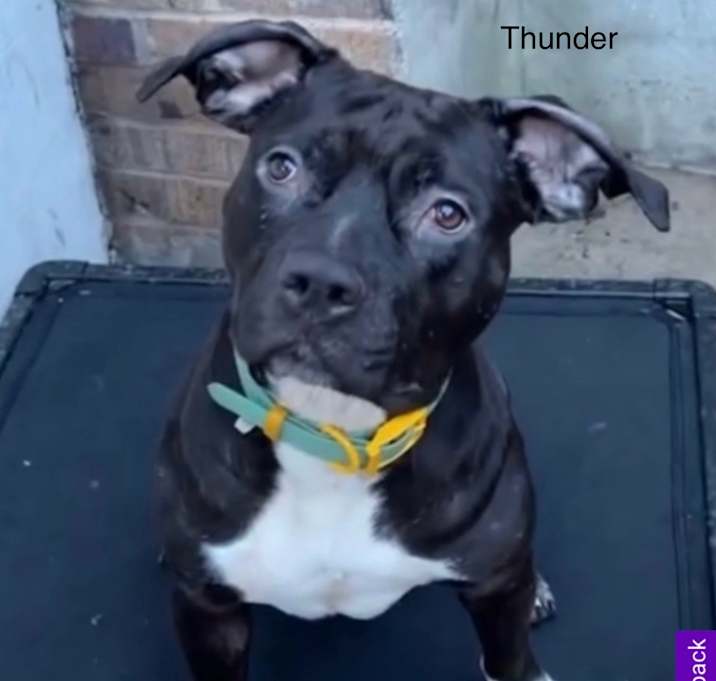 Photo of Thunder
