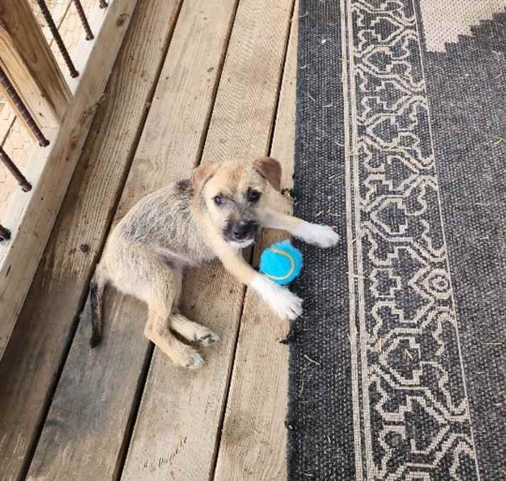 Photo of Ginger