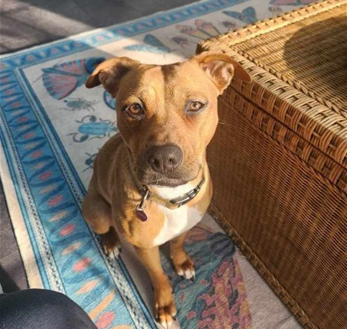 Photo of HATTIE (COURTESY POST)