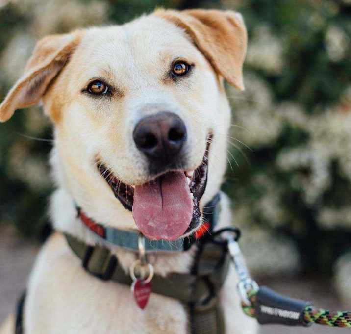 Photo of Bodie