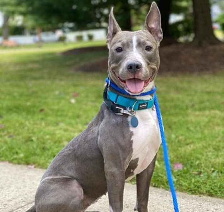 Photo of Nova
