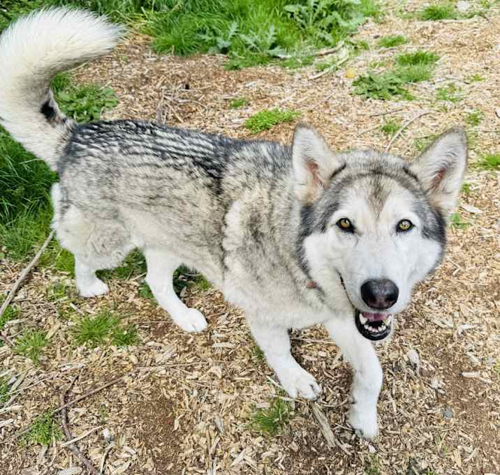 Photo of Kiowa