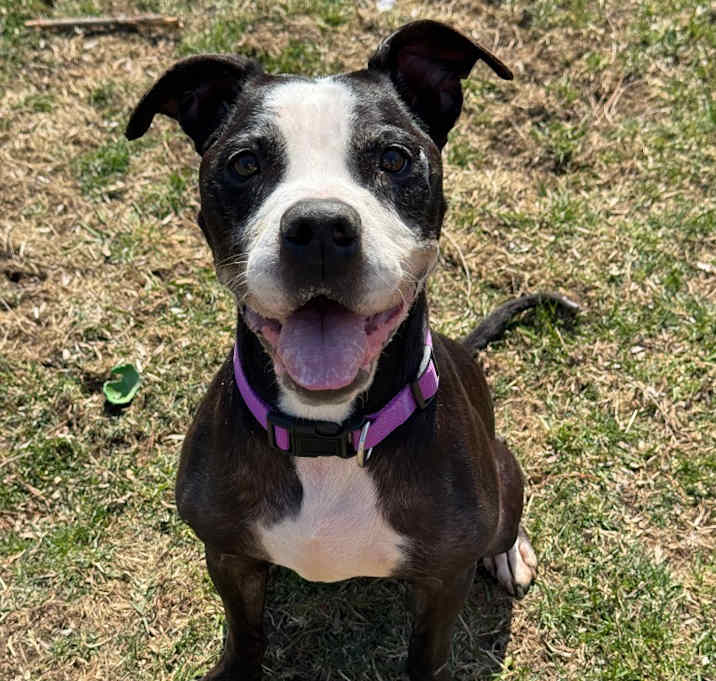 Photo of Mazie