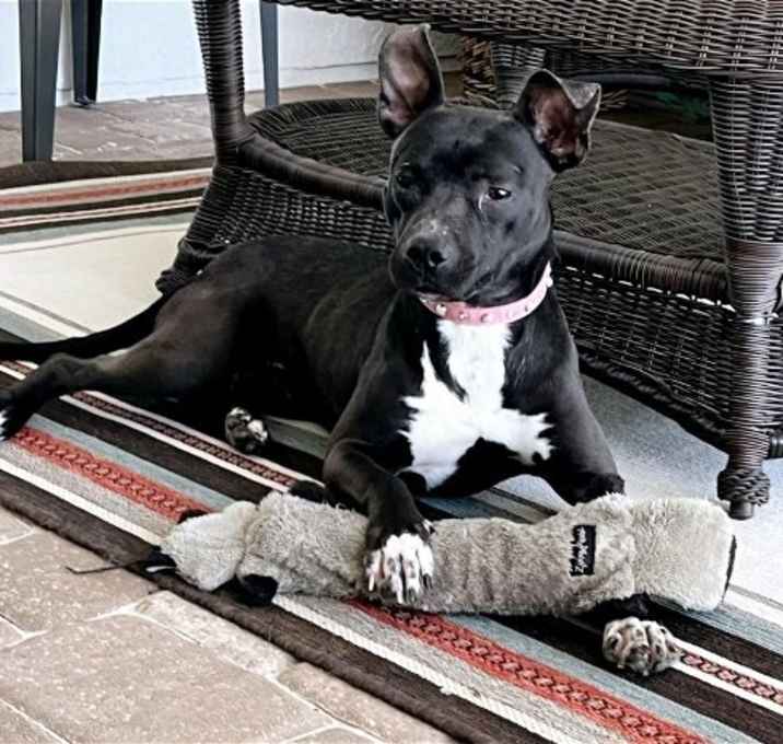 Photo of Smokey