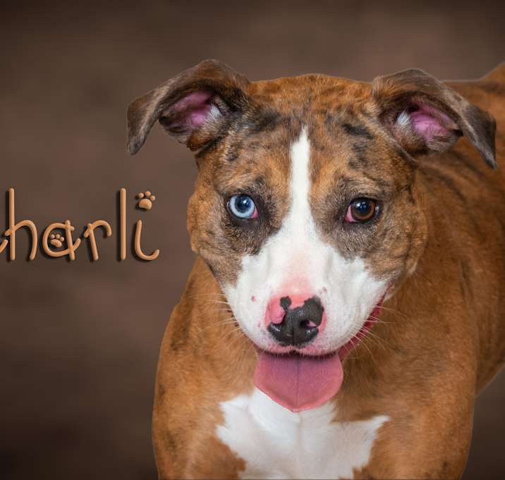 Photo of Charli