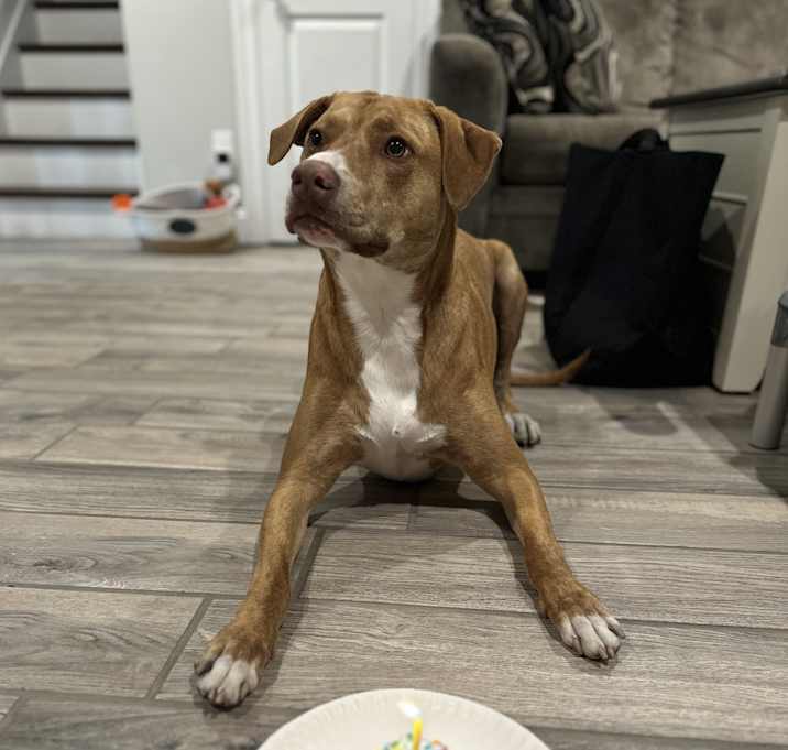 Photo of Rosie-Courtesy Listing