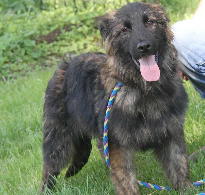 Photo of Cash (Neutered)