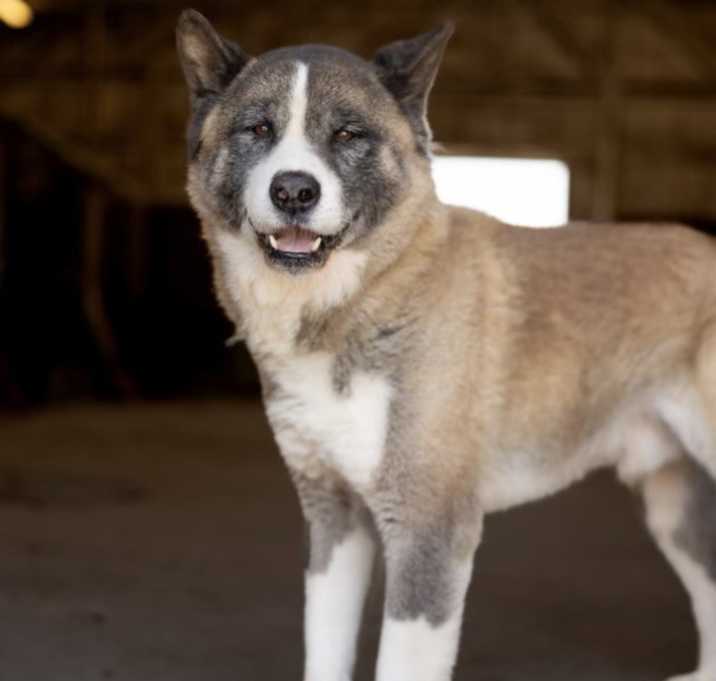 Photo of Chance