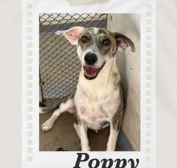 Photo of Poppy