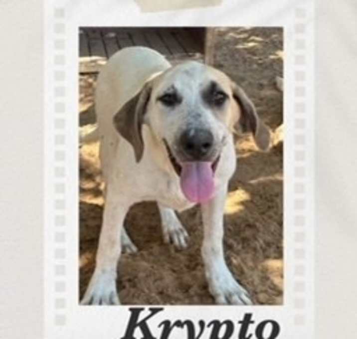 Photo of Krypto