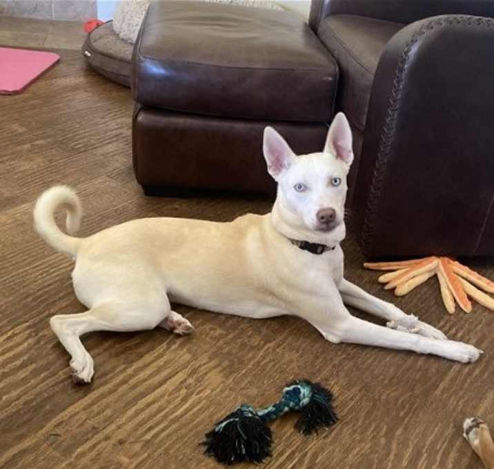 Photo of Lacey