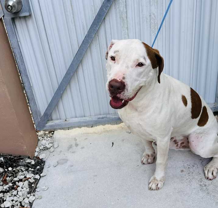 Photo of Spot