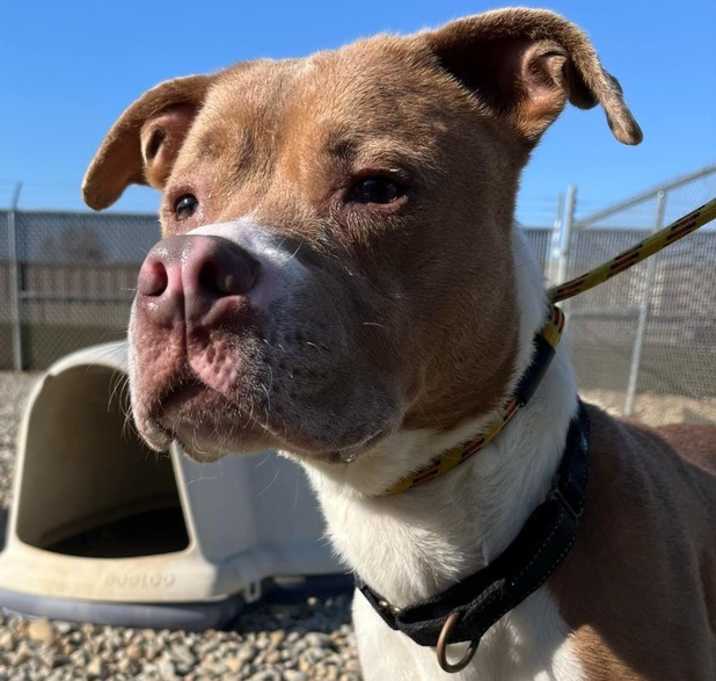Photo of Gunner