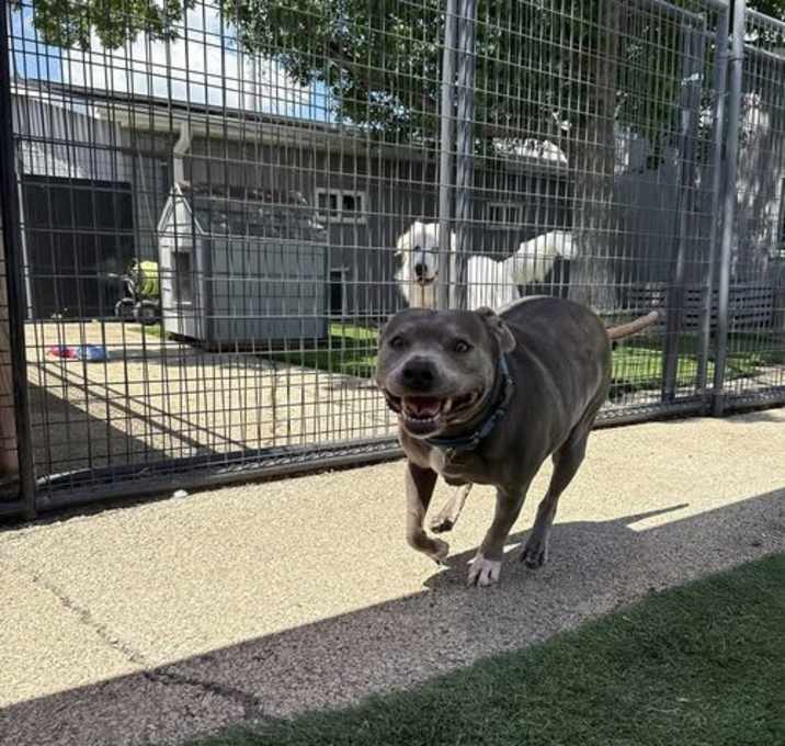 Photo of Hippo