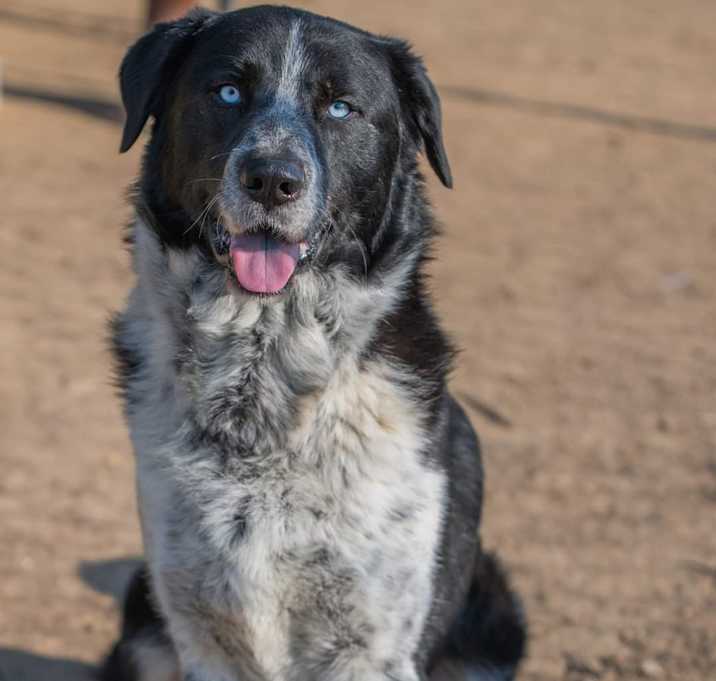 Photo of Clifford