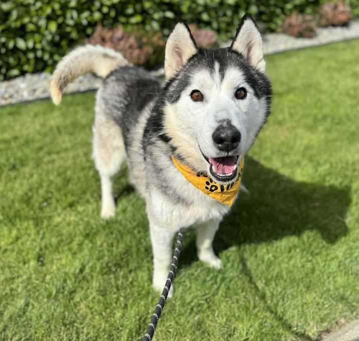 Photo of Apollo