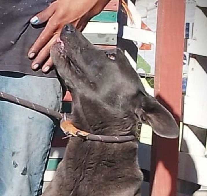 Photo of Bo