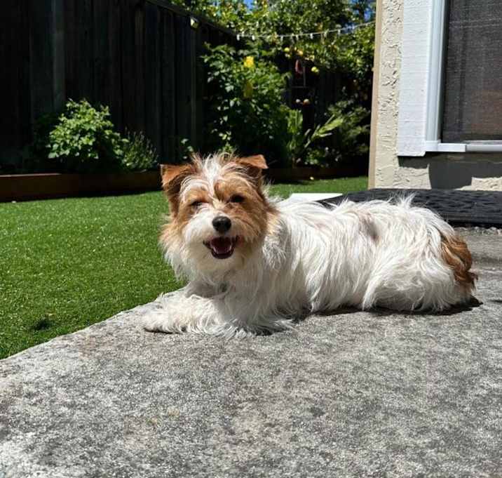 Photo of Pumpkin