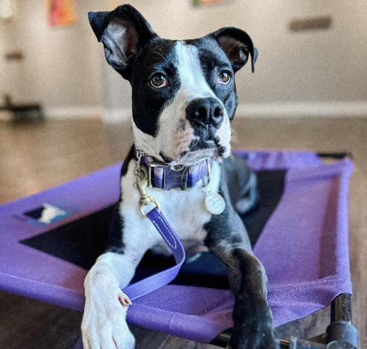 Photo of Rufus