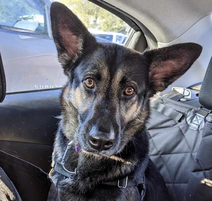 Photo of Harlow