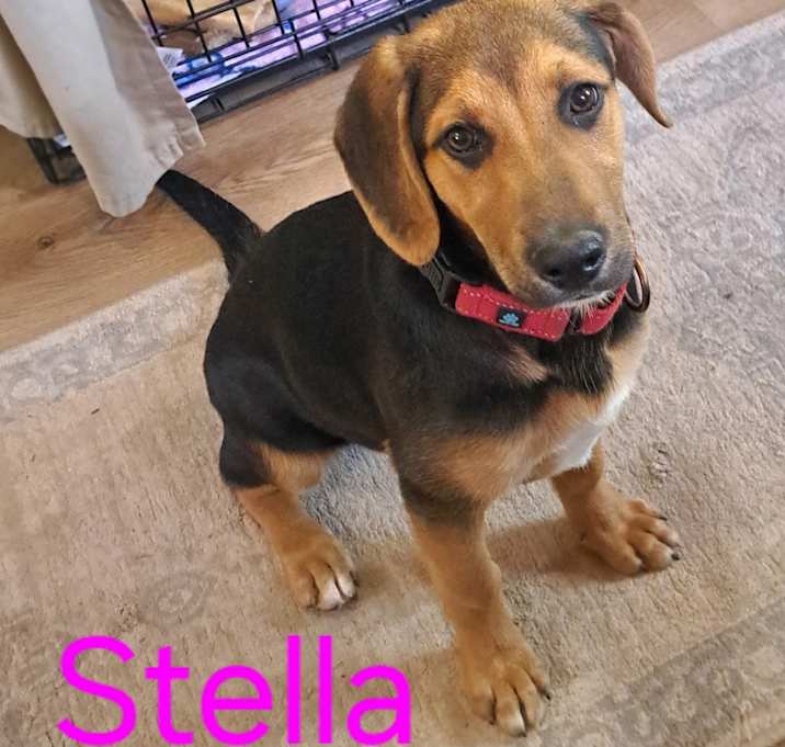 Photo of Stella