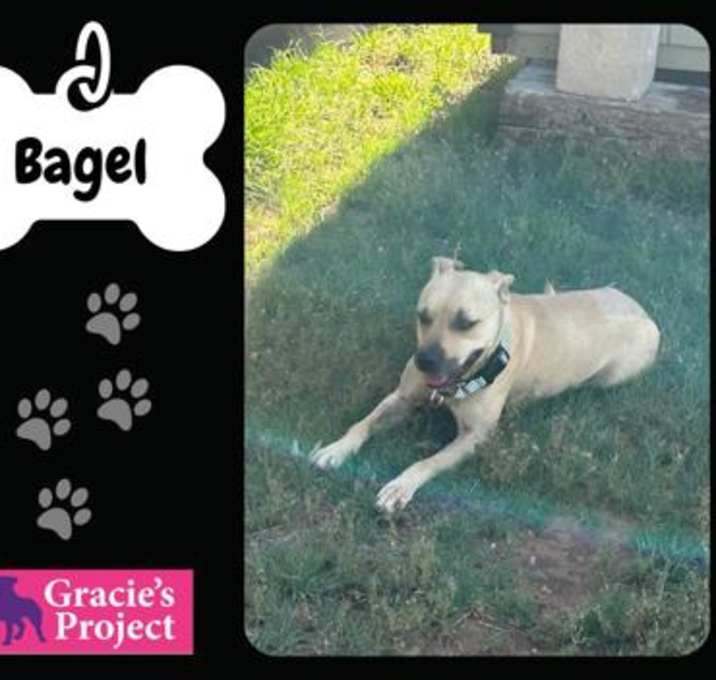 Photo of Bagel
