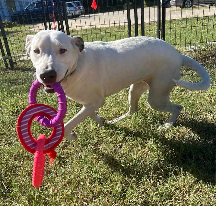 Photo of Shelby