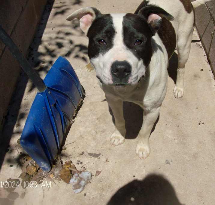 Photo of CHUBBS