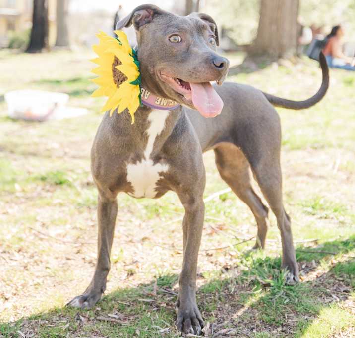 Photo of Daisy (in foster)